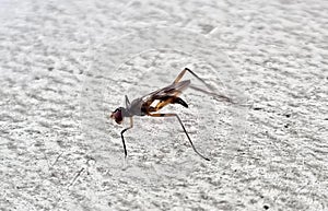 a photography of a fly with a long antennae and a long tail, pismire fly on the ground with its wings spread