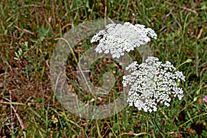 Photography of fool`s parsley flowers Aethusa cynapium