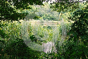 Photography of forest and lake in skovde sweden photo