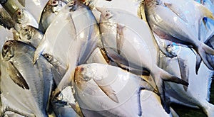 Photography of fresh pom fret sea fish