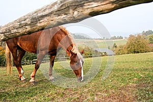 grazing brown horse