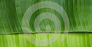 a photography of a green banana leaf with a very long thin strip of green, capitulum of a banana leaf with a green background photo