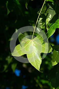 Photography of green leaf