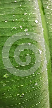 a photography of a green leaf with water droplets on it, banana leaf with water drops on it in the rain