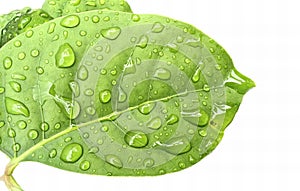 a photography of a green leaf with water droplets on it, vine snake with water drops on it's leaves on a white background