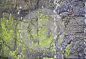 a photography of a green mossy rock wall with a small waterfall, a close up of a green mossy rock wall with a bird perched on it