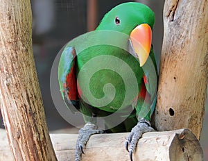 a photography of a green parrot sitting on a branch of a tree, macaw parrot sitting on a branch with a bright green beak