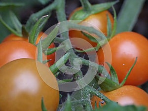 Photography of green / red / orange tomatoes / flowers growing in the garden, photo taken in the UK