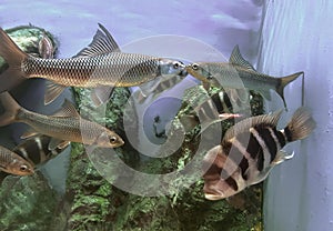 a photography of a group of fish swimming in a tank, lepisosteus osseus, a fish species that are native to the tropical world