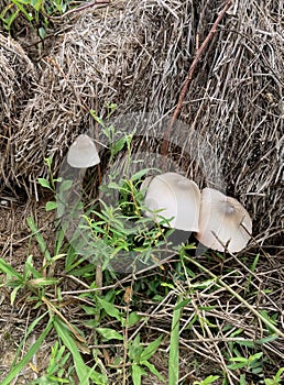 a photography of a group of mushrooms sitting on the ground, mushroom growing out of a pile of hay in the grass