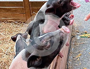 a photography of a group of pigs standing next to each other, sus scrofas are feeding pigs in a pen with straw