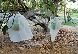 a photography of a group of plastic bags hanging from a tree, plastic bagged trees are lined up with leaves and leaves