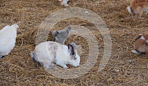 a photography of a group of rabbits and chickens in a hay field, angora rabbit and chickens in a hay field with hay