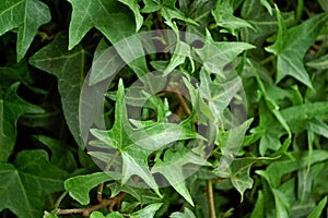 Photography of Hedera helix Sagittifolia