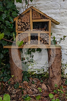 Photography of insect habitats: photo of insect habitats for commercial use. Ecological concept