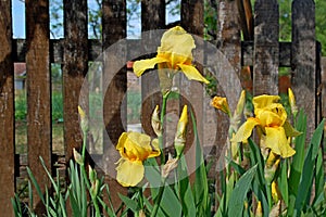 Photography of Iris pseudacorus flowers