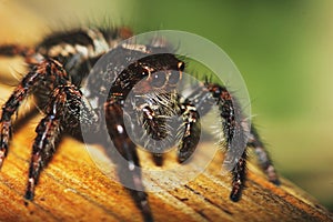 Photography of Jumping Spider on dry wood in nature for background