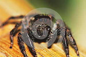 Photography of Jumping Spider on dry wood in nature for background