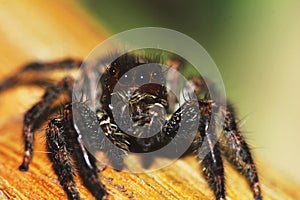 Photography of Jumping Spider on dry wood in nature for background