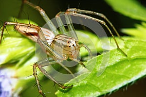 Photography of Jumping Spider on Green Leaf for background