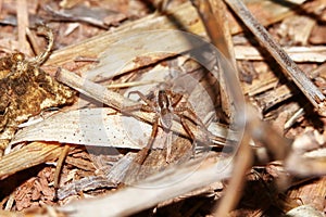 Photography of Jumping Spider on old wood in nature for background