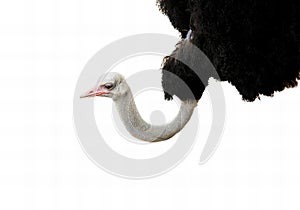 a photography of a large bird with a long neck and a long beak, there is a large black bird with a pink beak and a white ostrich