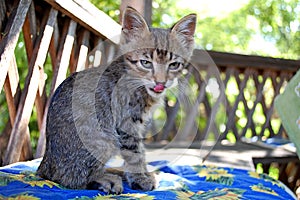 Photography of little domestic cat Felis catus The European Shorthair