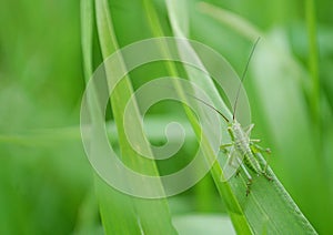 Photography of litttle green grasshopper