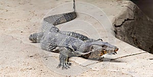 a photography of a lizard with a long neck and a long tail, there is a lizard that is laying on the ground
