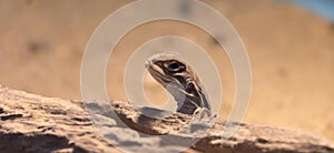 a photography of a lizard sitting on a rock in the desert, agamabat lizard sitting on a rock in front of a wall