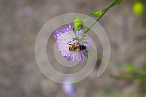 Photography of a lonely sfere flower on which an insect sits and drinks nectar. Blurred background seems like asphalt photo