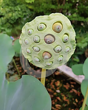 a photography of a lotus pod with holes in the middle of it, custard apple shaped plant with holes in the middle of it