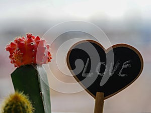 Love sign near a red bulbed cactus photography photo