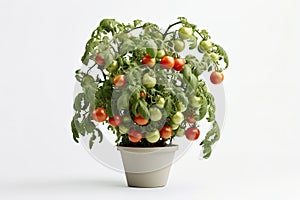 photography of a lush tomato plant with green tomatoes growing in a pot on a white background