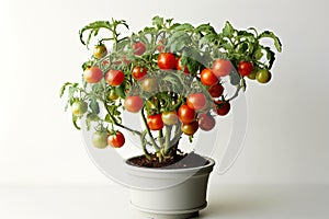 photography of a lush tomato plant with green tomatoes growing in a pot on a white background
