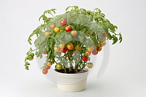 photography of a lush tomato plant with green tomatoes growing in a pot on a white background