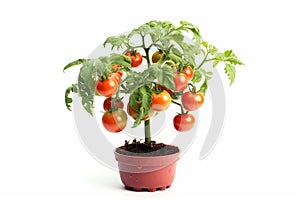 photography of a lush tomato plant with green tomatoes growing in a pot on a white background