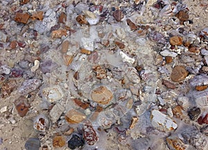 a photography of a mixture of rocks and gravel on a beach, conch shells and other rocks are scattered on the ground