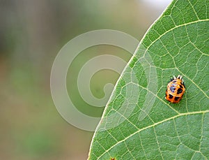 Photography of multicolored Asian ladybug larvae Harmonia axyridis