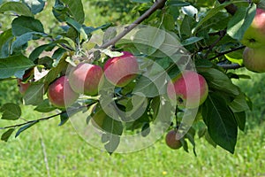 Large red apples on a branch