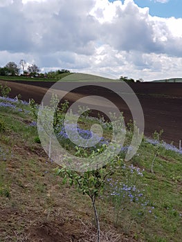 Small apple trees in an orchard on a hill