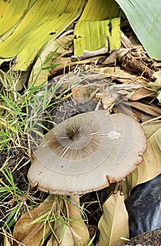 a photography of a mushroom sitting on the ground next to a pile of leaves