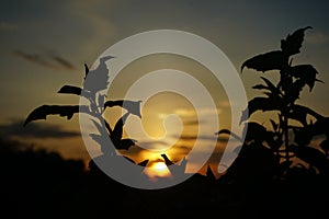 A Photography of  nature, sunrise silhouette, and plants