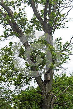 Photography of a nest in a tree in a forest in skovde sweden photo