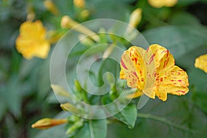 Photography of Oenothera biennis plant or common evening-primrose photo