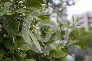 Photography of the orange flower bud in tree