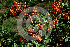 Photography of a orange narrowleaf firethorn Pyracantha angustifolia