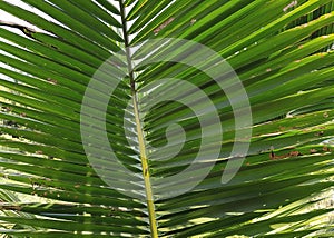 a photography of a palm leaf with a green background, spirally shaped green leaves of a palm tree in a tropical setting