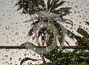 a photography of a palm tree is seen through a rain covered window