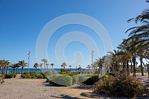 photography of palm trees on the promenade, with the sea in the distance photo